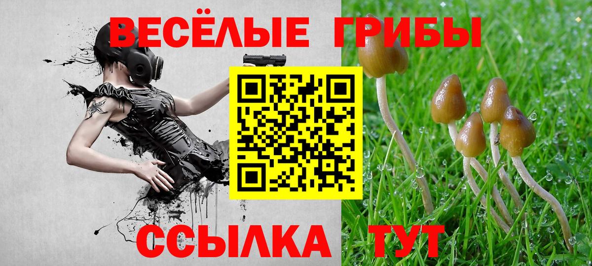 Галлюциногенные грибы Cubensis  Вход с VPN  Кунгур  Псилоцибиновые грибы прущие грибы 